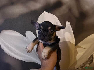 French Bulldog dogs Asher - Ad 20