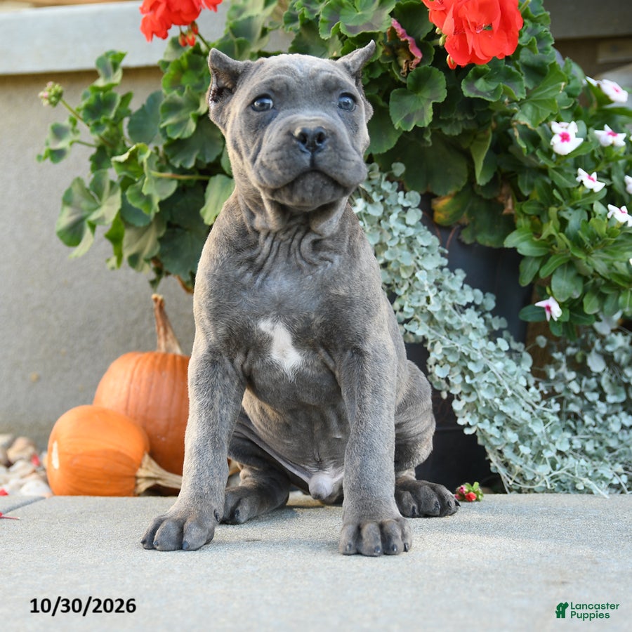 Cane Corso dogs for sale: Titus - Ad 1