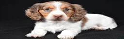 Dachshund dogs for sale: Nova - Ad 1