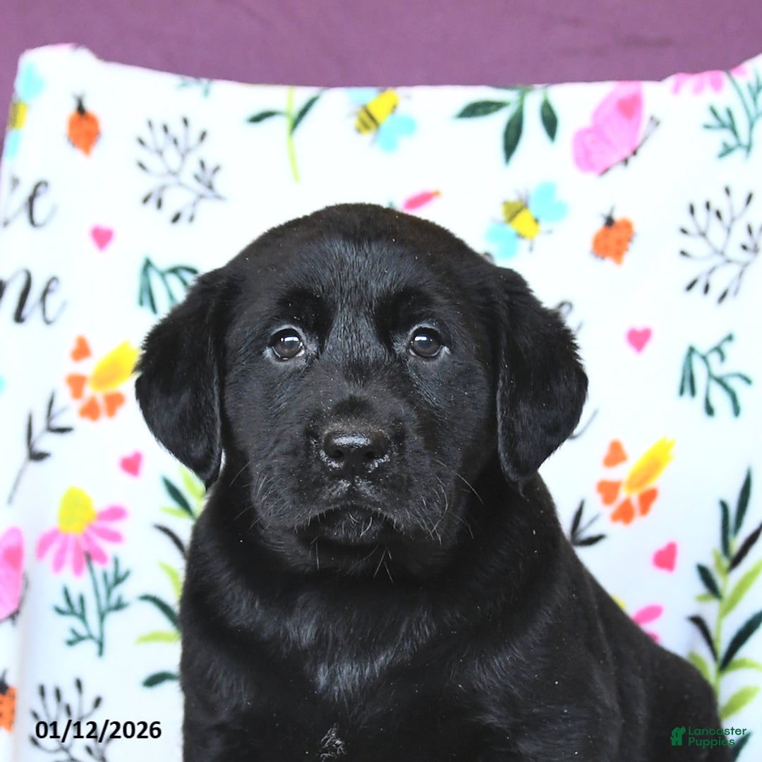 Labrador Retriever dogs for sale: Pearl - Ad 5