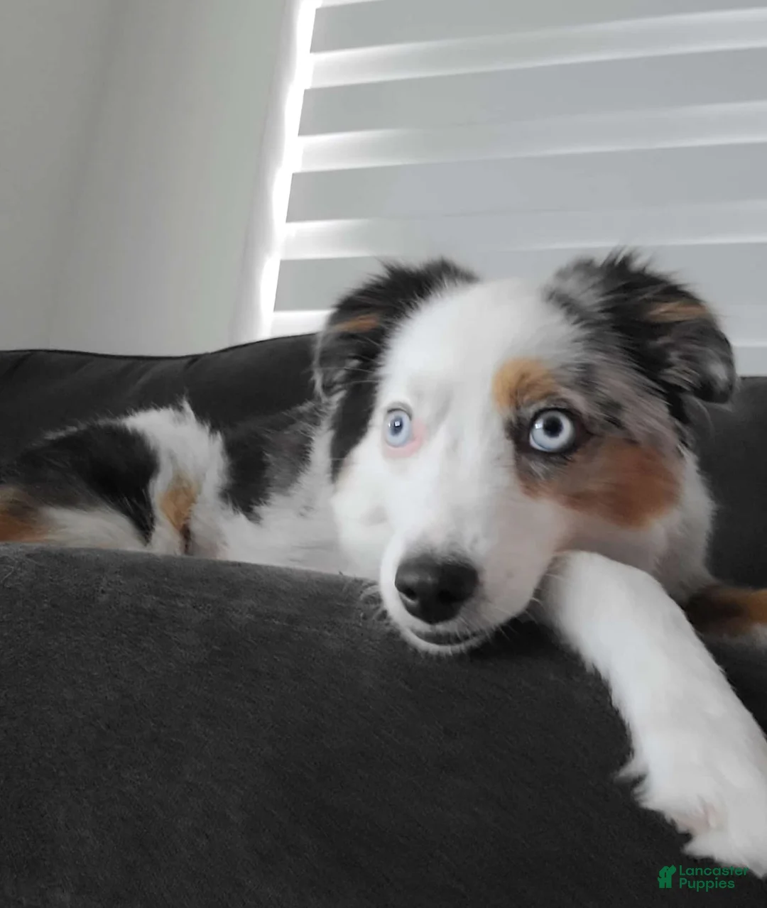 Miniature Australian Shepherd dogs for sale: Miniature Australian Shepherd 1 - Ad 7