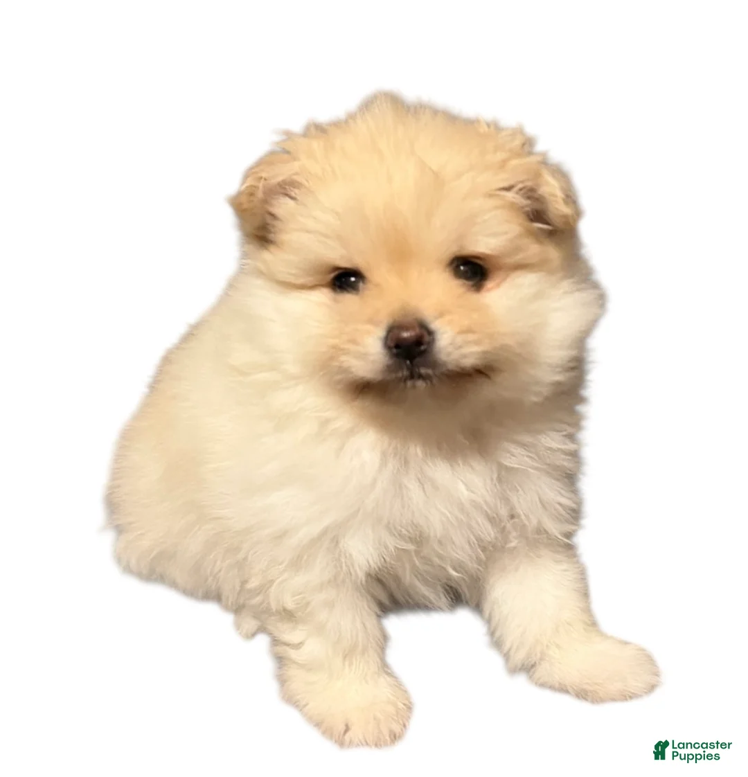Pomeranian dogs for sale: Biscuit  - Ad 10