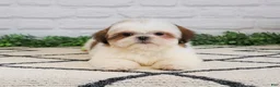 Shih Tzu dogs for sale: Freckles  - Ad 3