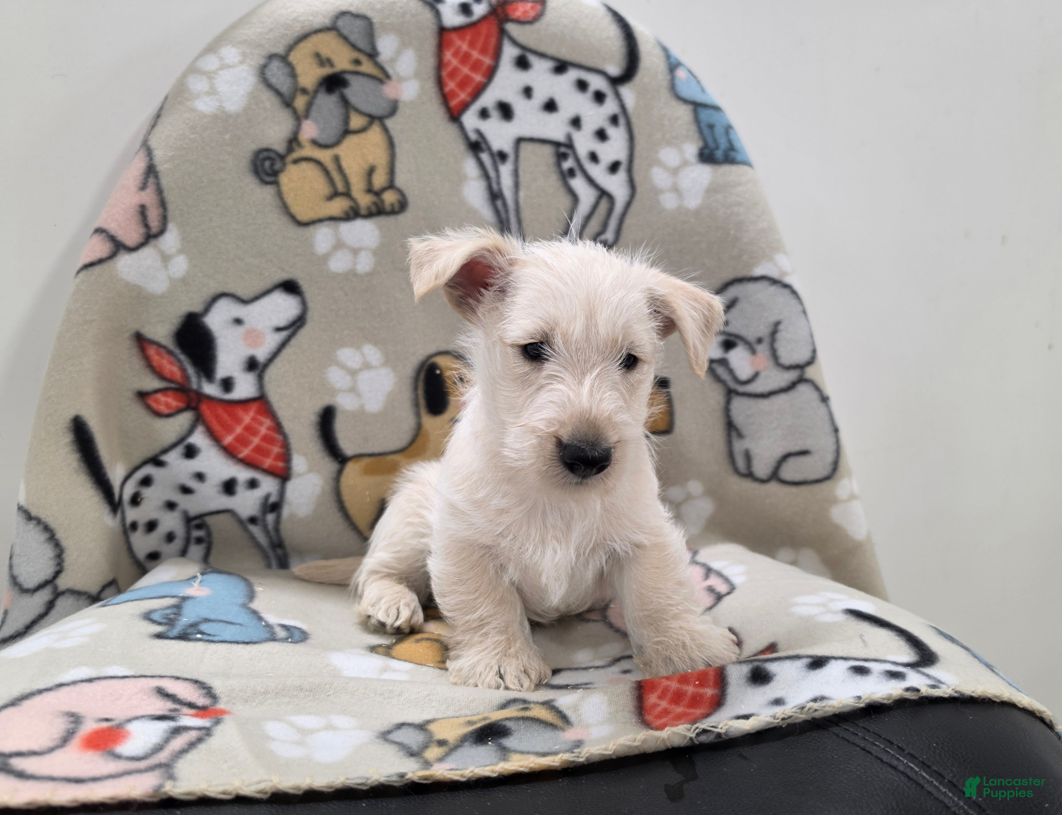 Scottish Terrier dogs Vivian - Ad 2
