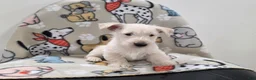 Scottish Terrier dogs for sale: Vivian - Ad 2