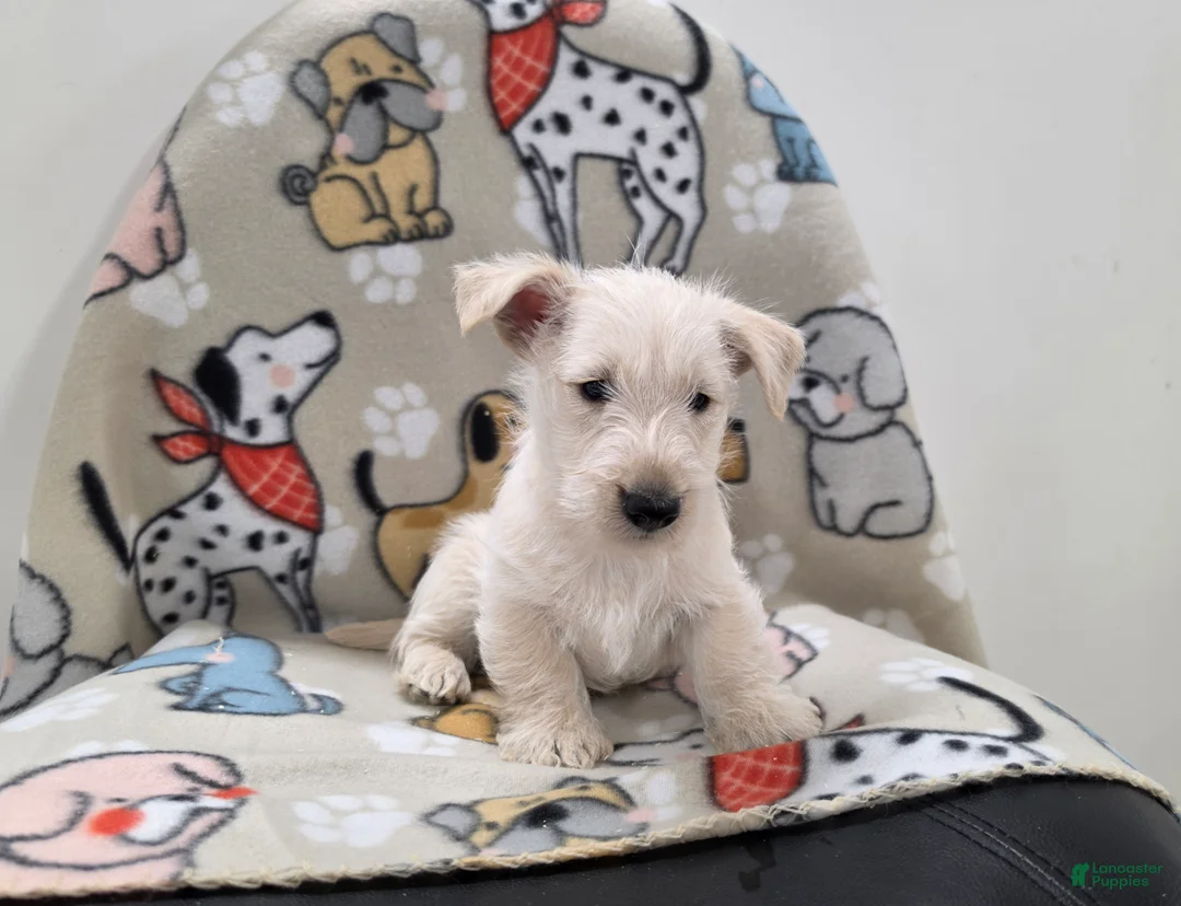 Scottish Terrier dogs for sale: Vivian - Ad 2