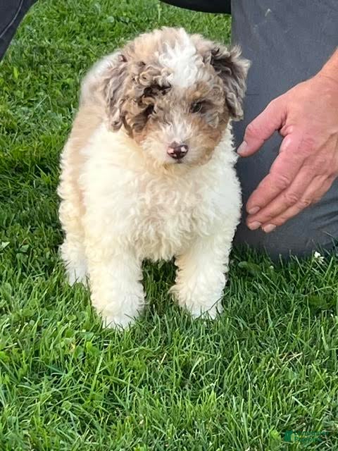 Mini Aussiedoodle dogs Macaron Mini Aussiedoodle  - Ad 1