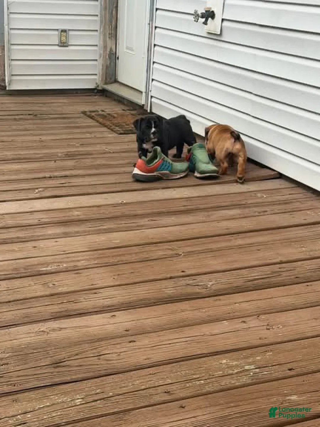 English Bulldog dogs for sale: English Bulldog 1 - Ad 2