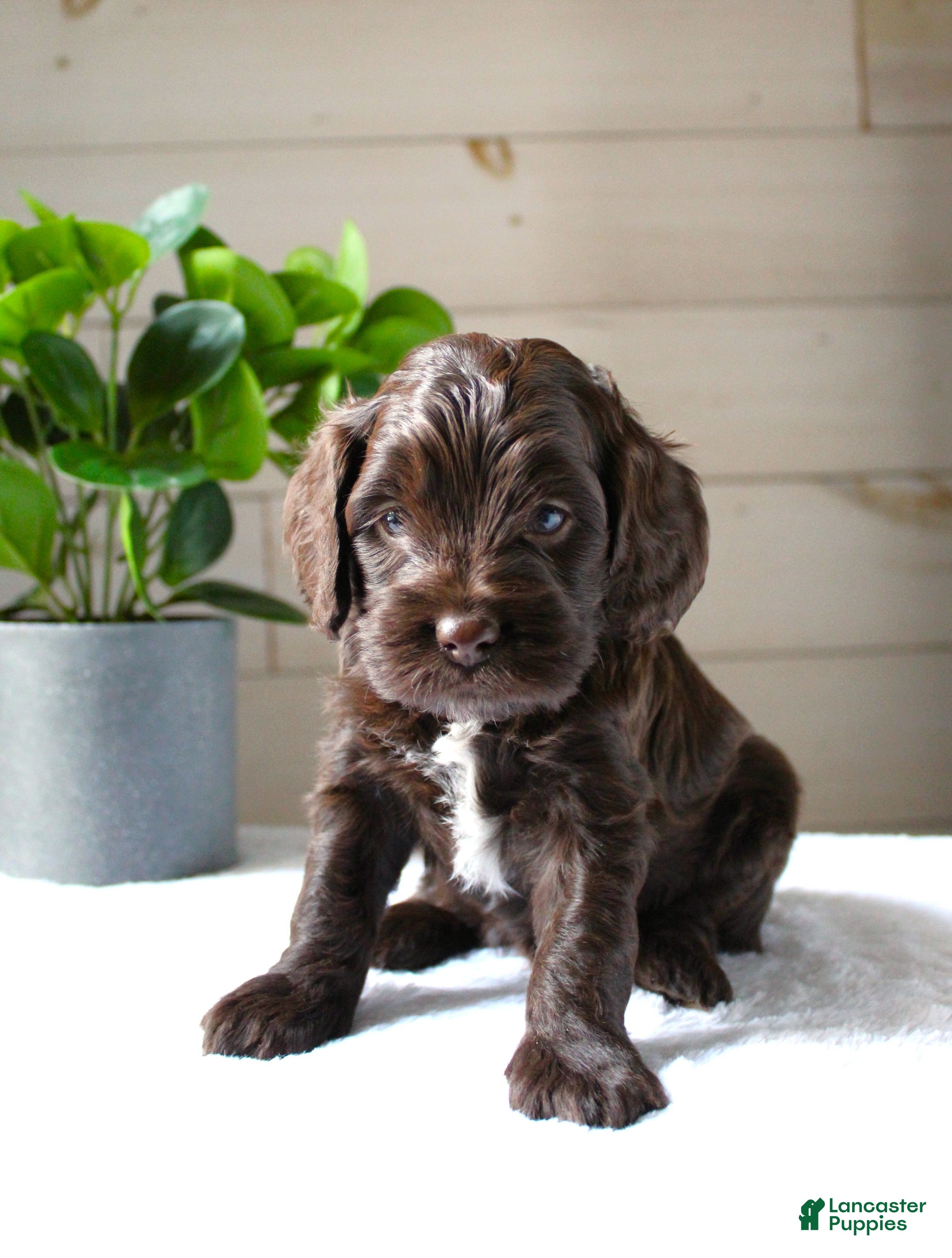 Cockapoo dogs for sale: Mocha - Ad 1