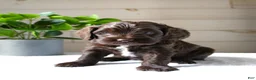 Cockapoo dogs for sale: Mocha - Ad 1