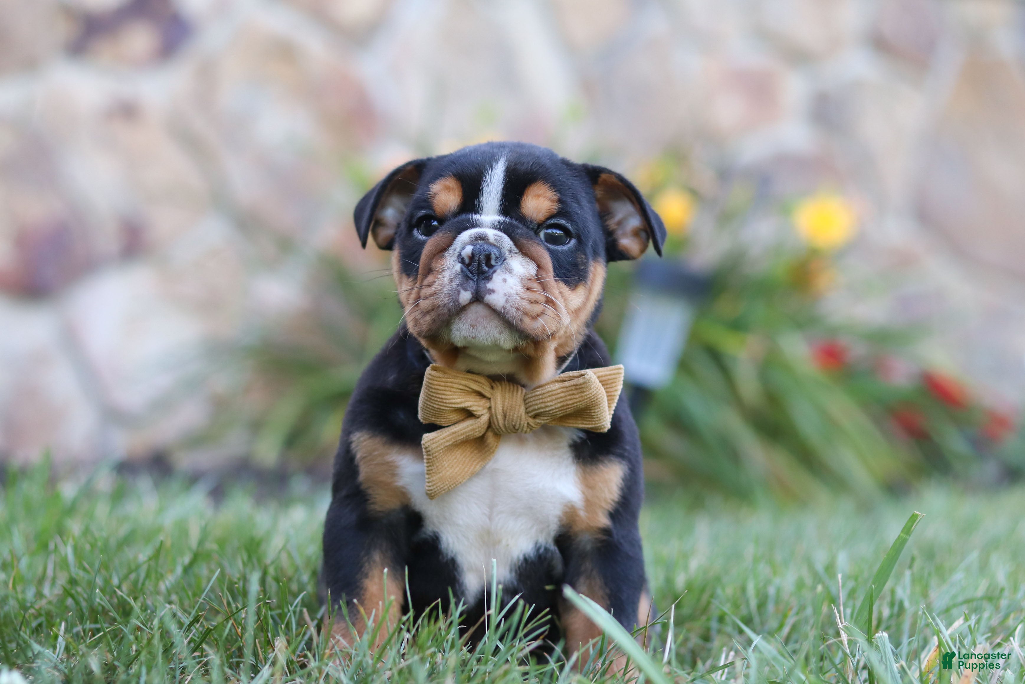 Beabull dogs Rockstar - Ad 2