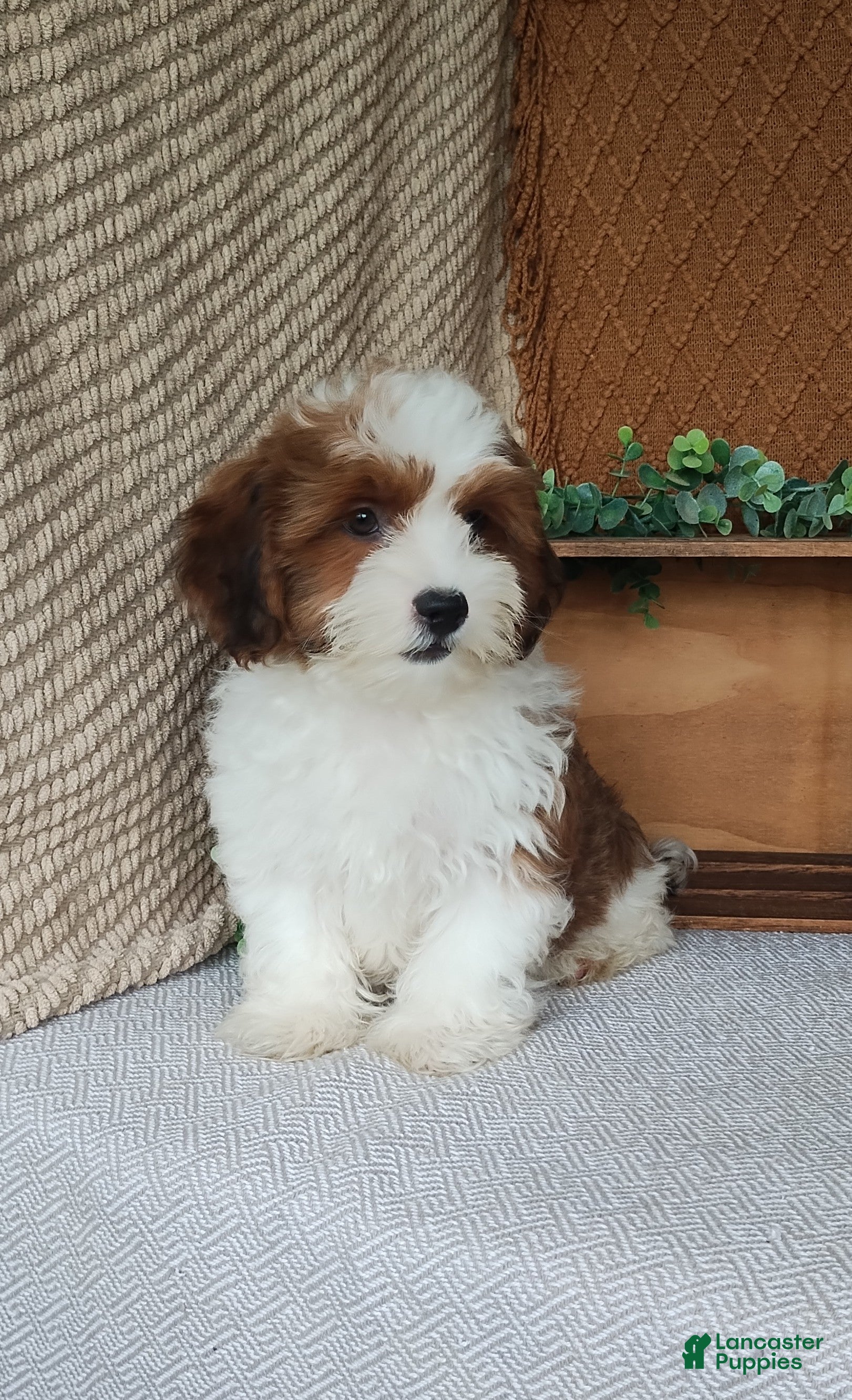 Havanese dogs Cocoa  - Ad 2