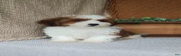 Havanese dogs for sale: Cocoa  - Ad 2