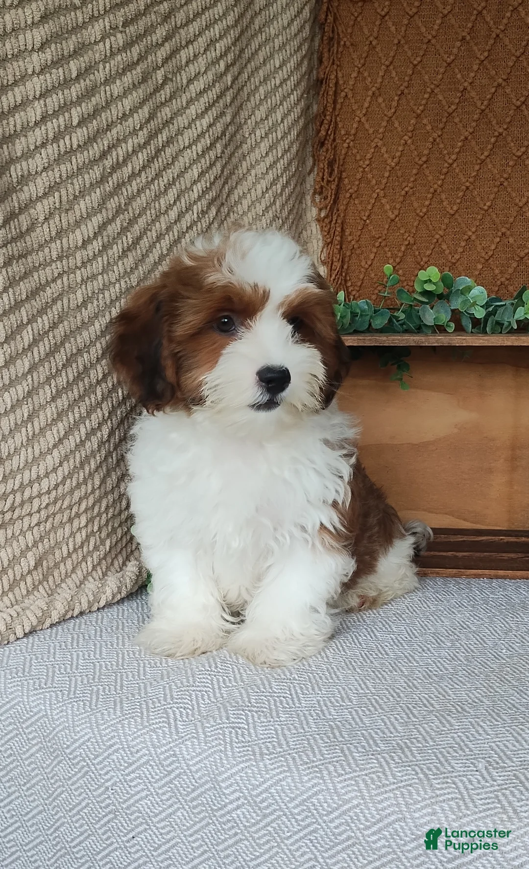 Havanese dogs for sale: Cocoa  - Ad 2