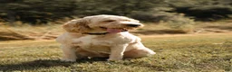 Goldendoodle dogs for sale: Ginger - Ad 6