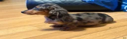 Miniature Dachshund dogs for sale: AKC Russian- Pra clear sale - Ad 10