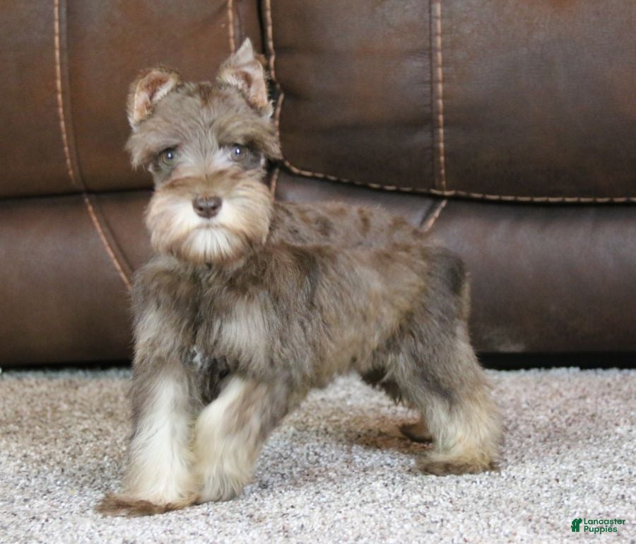 Miniature Schnauzer dogs Maggie - Ad 3