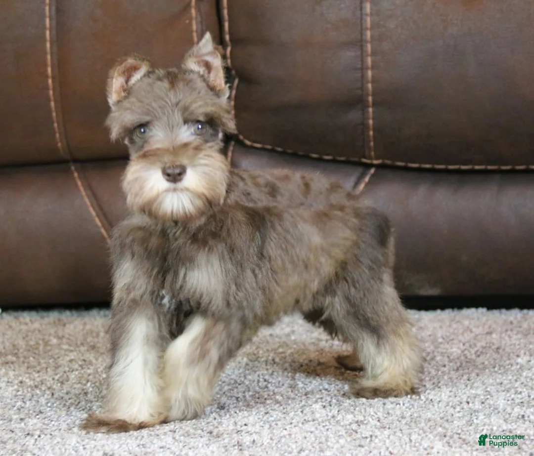 Miniature Schnauzer dogs for sale: Maggie - Ad 1