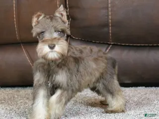 Miniature Schnauzer dogs Maggie - Ad 3