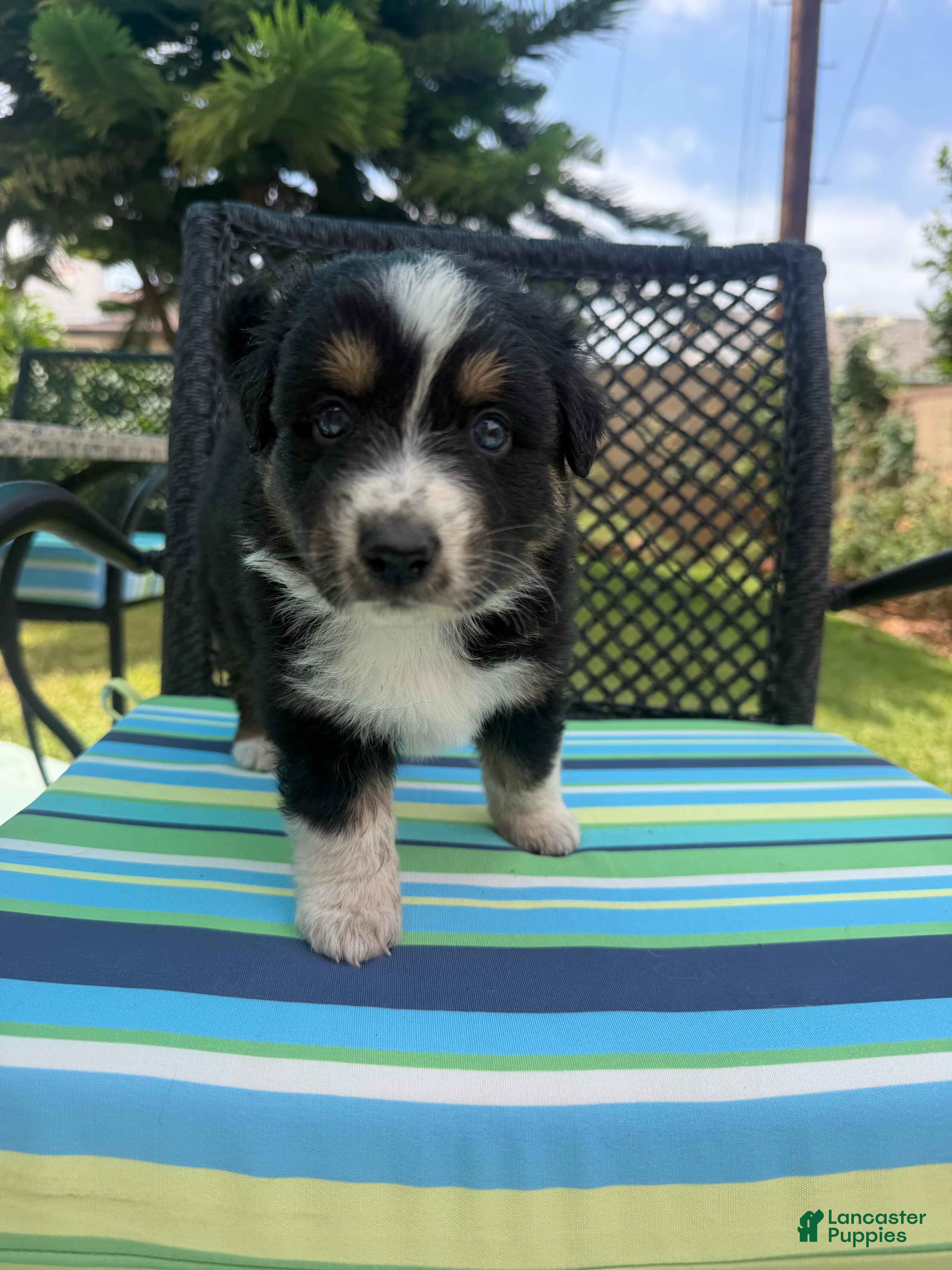 Australian Shepherd dogs Australian Shepherd Puppy 2 - Ad 19