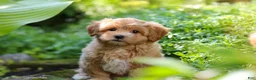 Maltipoo dogs for sale: Letty - Ad 6