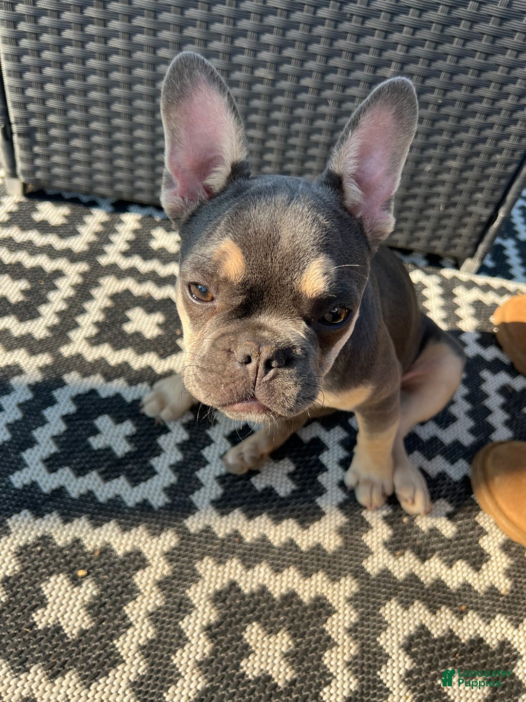 French Bulldog dogs for sale: Reese - Ad 5