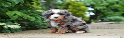 Mini Bernedoodle dogs for sale: Brody - Ad 5