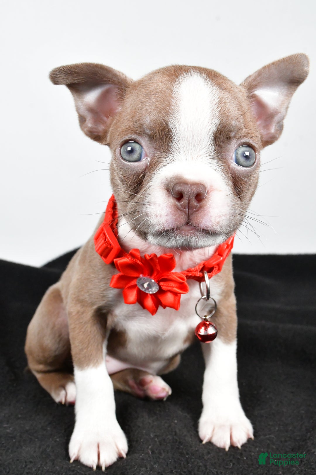 Boston Terrier dogs for sale: Yvonne - Ad 7