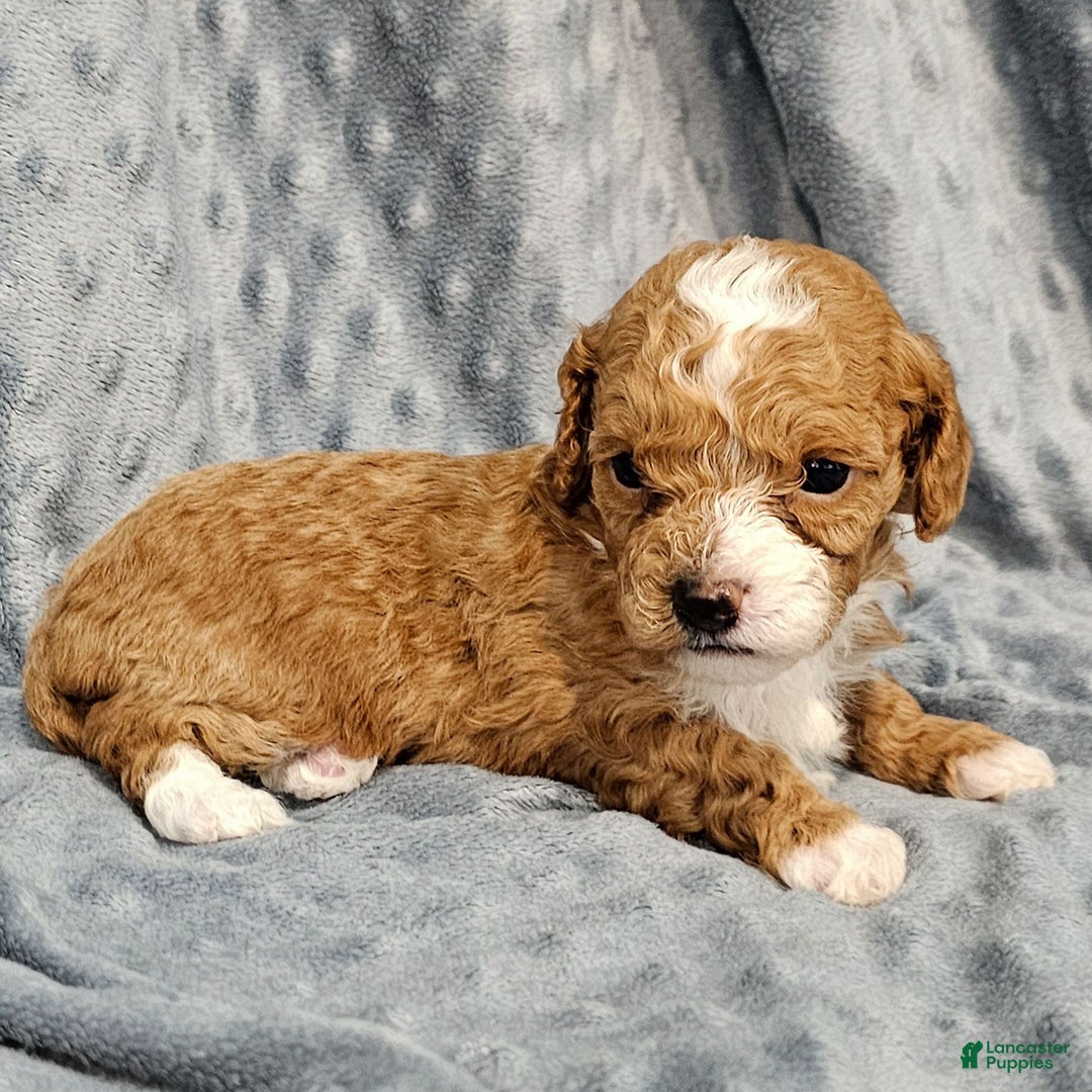 Standard Poodle dogs for sale: Chloe - Ad 2