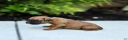 Boxer dogs for sale: Ninja Boxer  - Ad 3