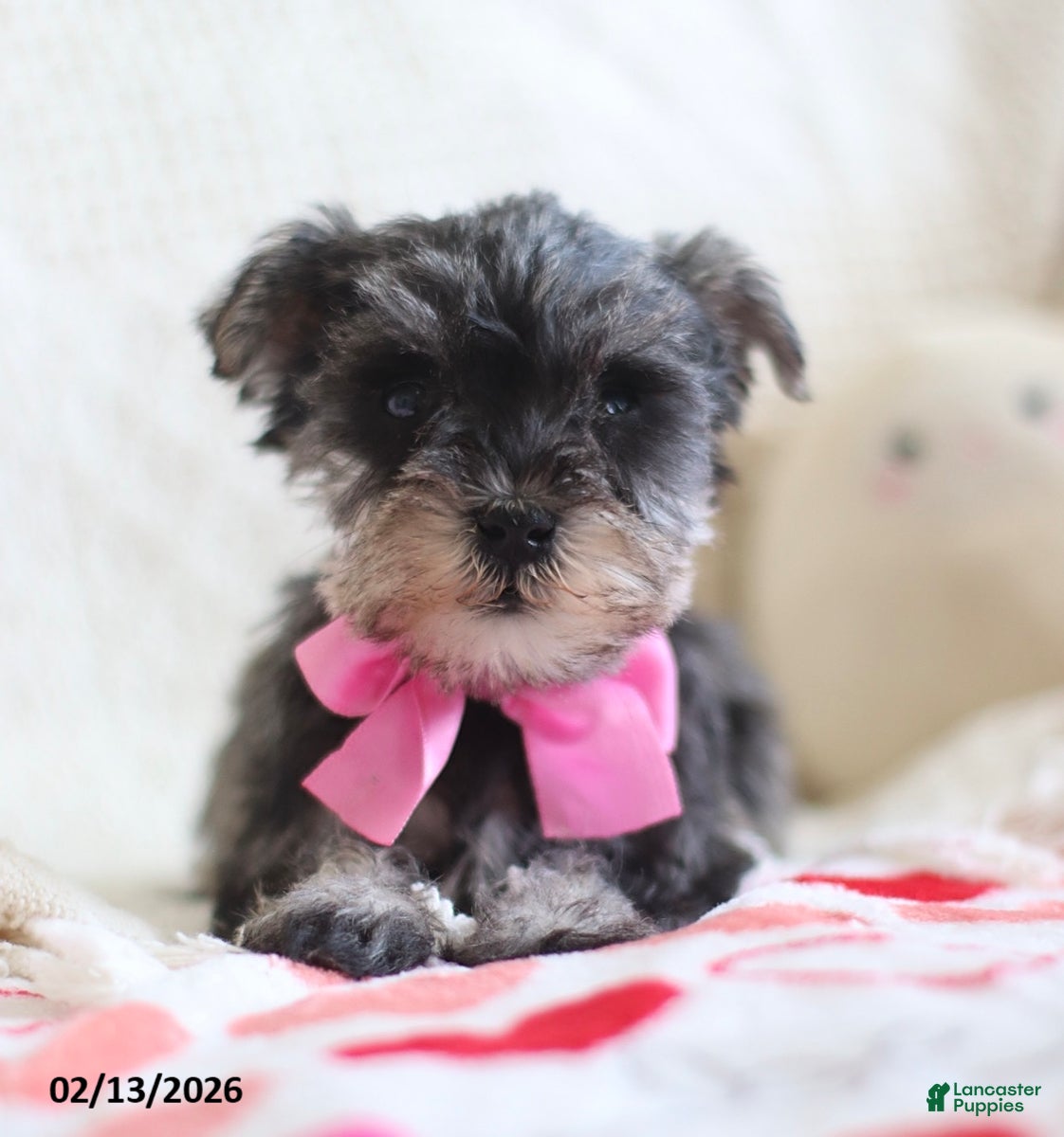 Miniature Schnauzer dogs Sandy - Ad 10