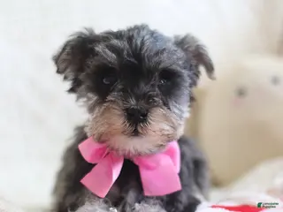 Miniature Schnauzer dogs Sandy - Ad 10