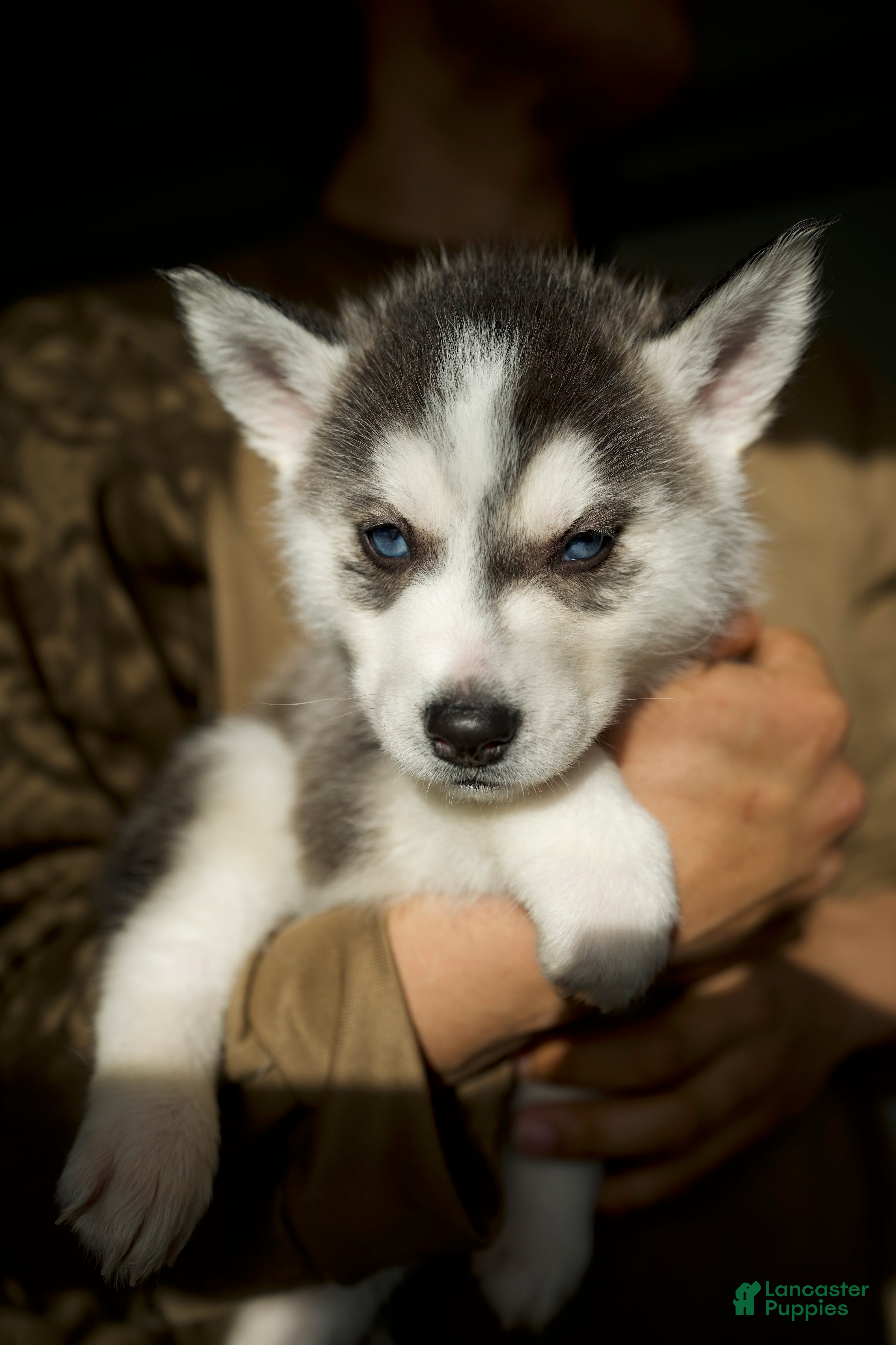 Mixed Breed dogs Stormy - Ad 23