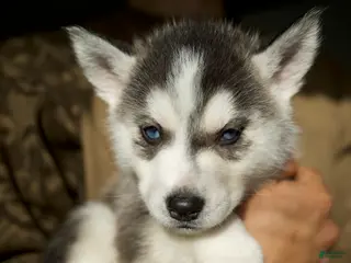 Mixed Breed dogs Stormy - Ad 23