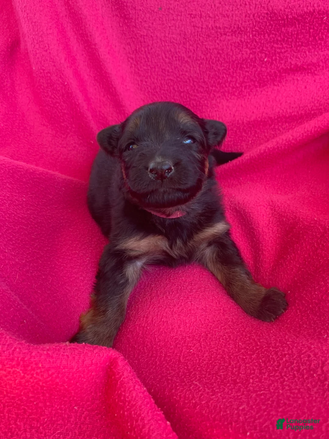 German Shepherd dogs for sale: German Shepherd Puppy 3 - Ad 2