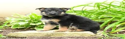 German Shepherd dogs for sale: Kristina - Ad 4