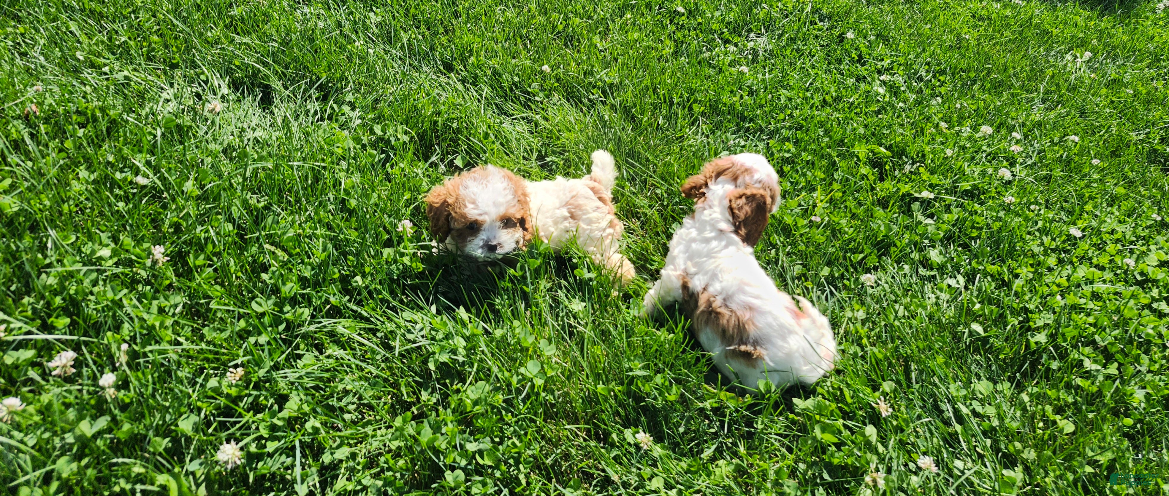 Cavapoo dogs Button  - Ad 2
