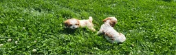 Cavapoo dogs for sale: Button  - Ad 2