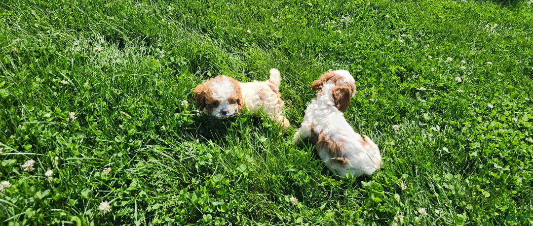 Cavapoo dogs for sale: Button  - Ad 2