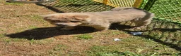 Shar Pei dogs for sale: Roman - Ad 20