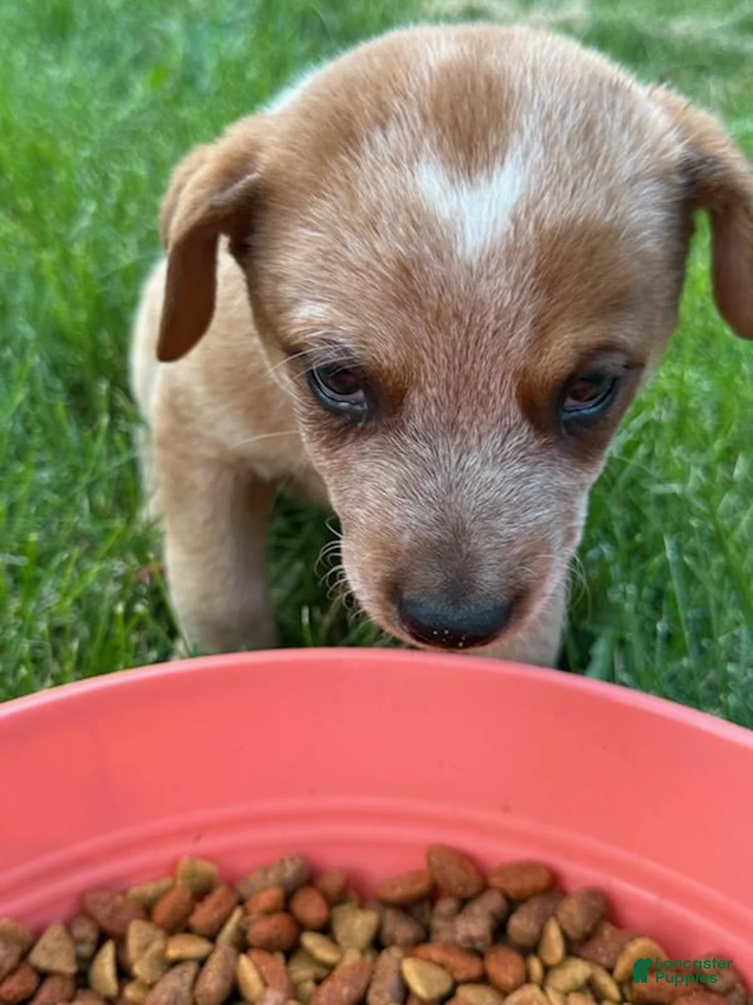 Australian Cattle Dog dogs for sale: Australian Cattle Dog 3 - Ad 4