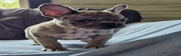 French Bulldog dogs for sale: French Bulldog 2 - Ad 3