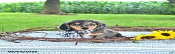 Miniature Dachshund dogs for sale: Sailor - Ad 1
