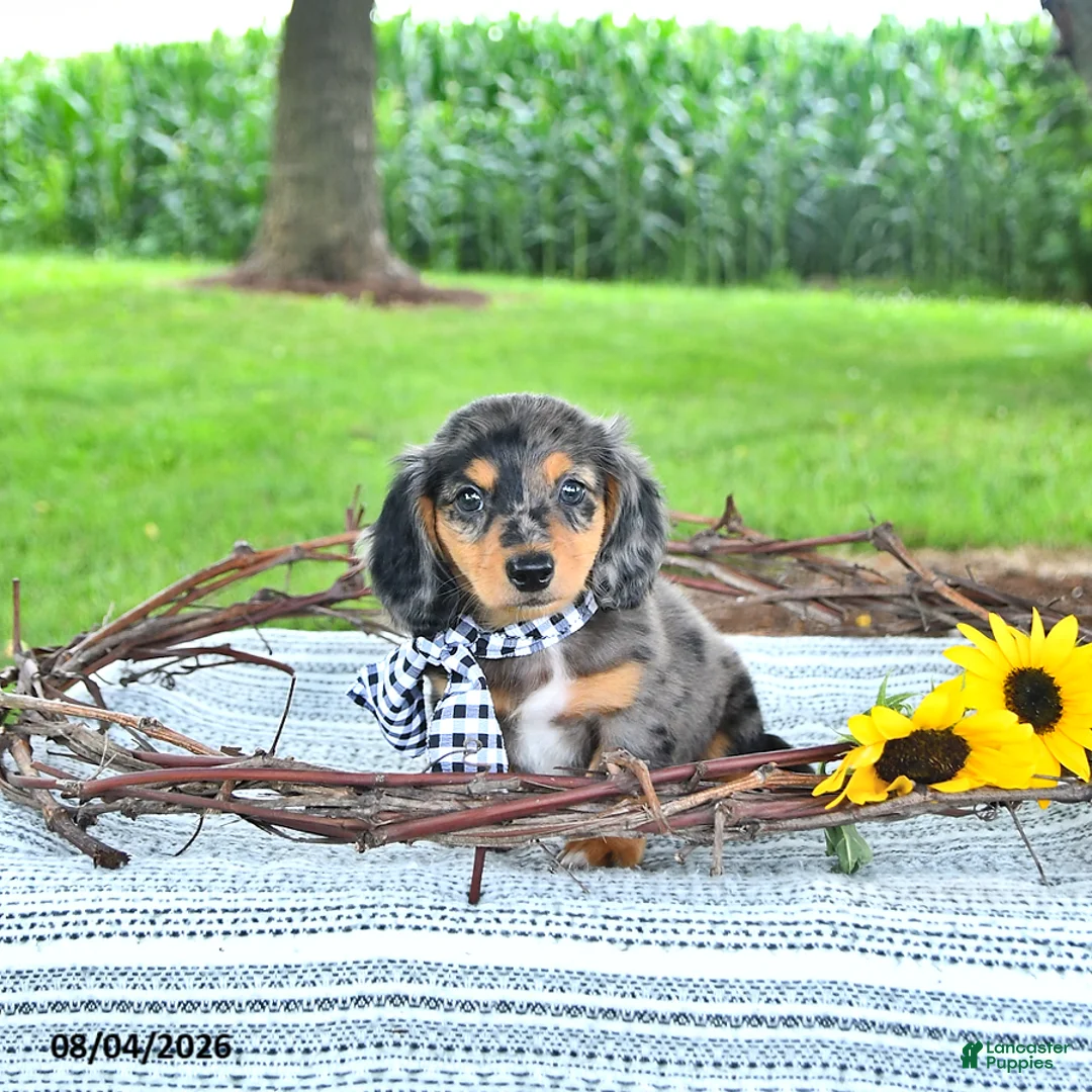 Miniature Dachshund dogs for sale: Sailor - Ad 1