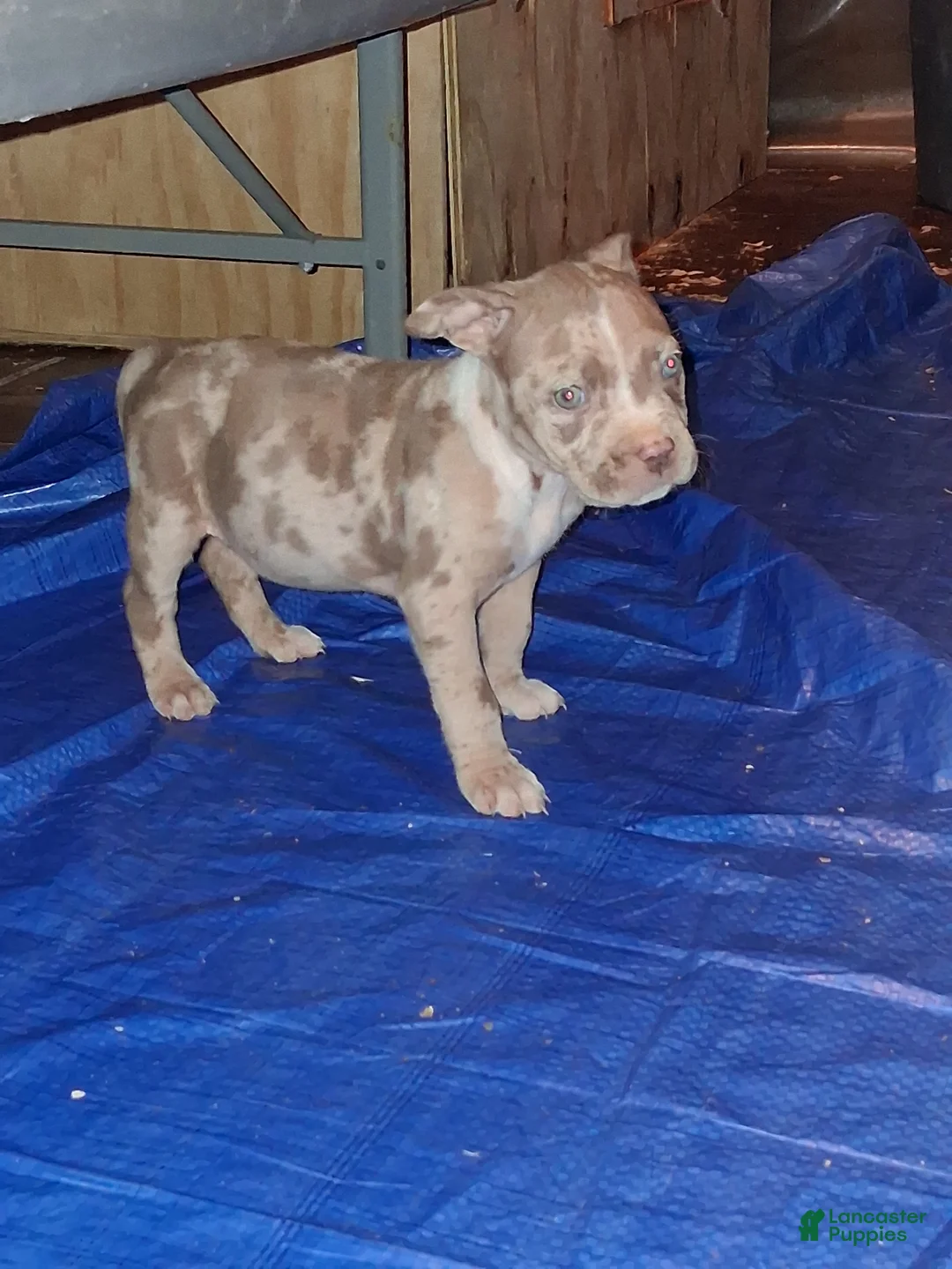 American Bully dogs for sale: American Bully Puppy 1 - Ad 4