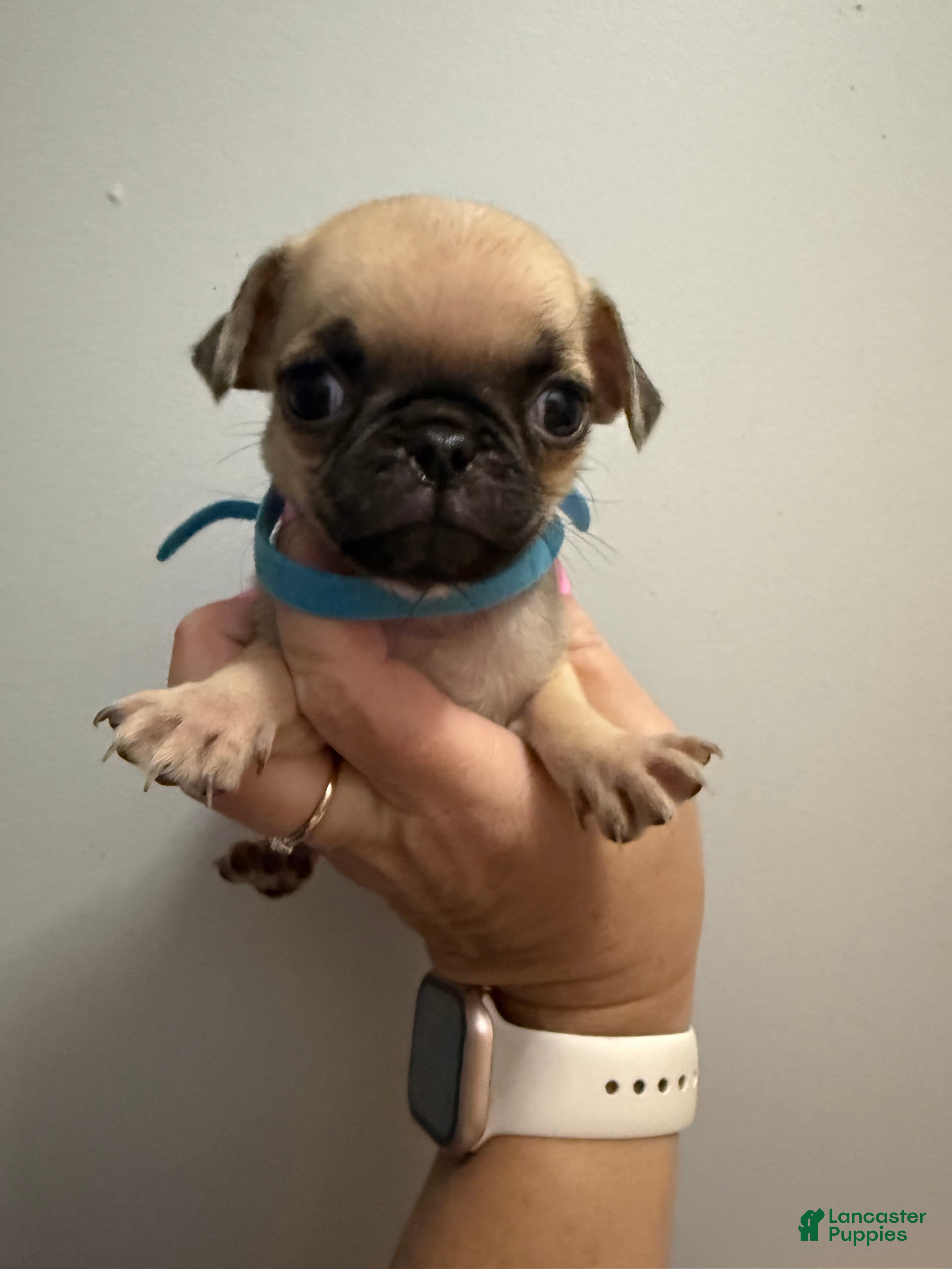Pug dogs for sale: Blue - Ad 3