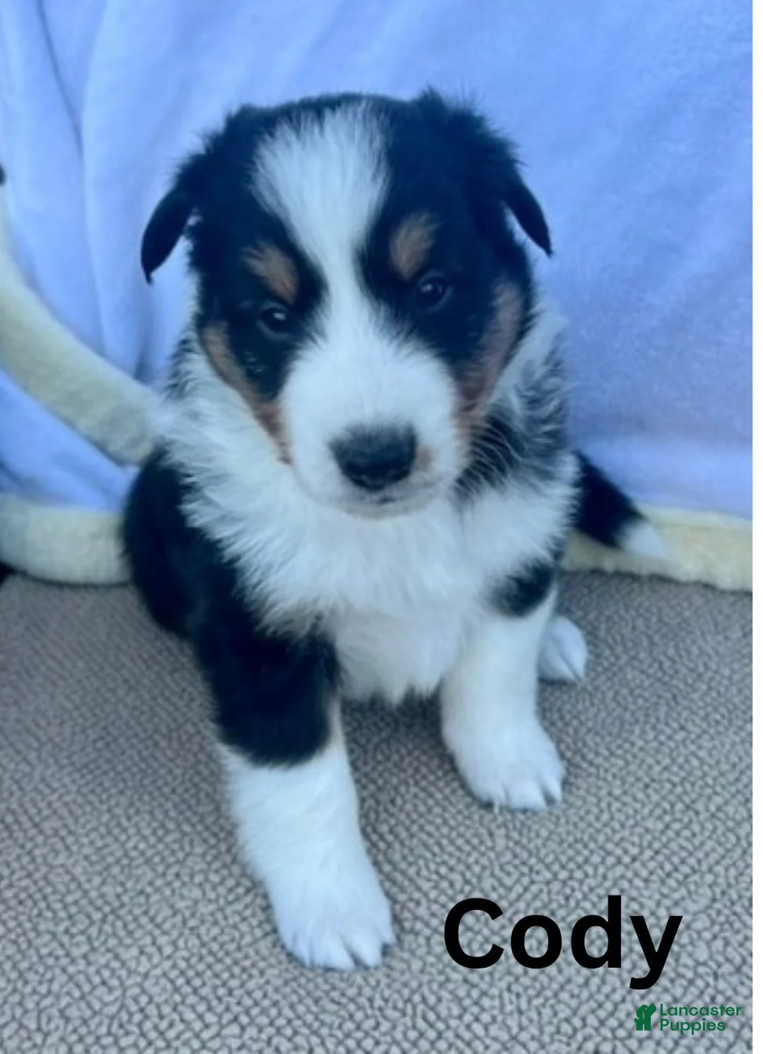 Shetland Sheepdog dogs for sale: Cody - Ad 1