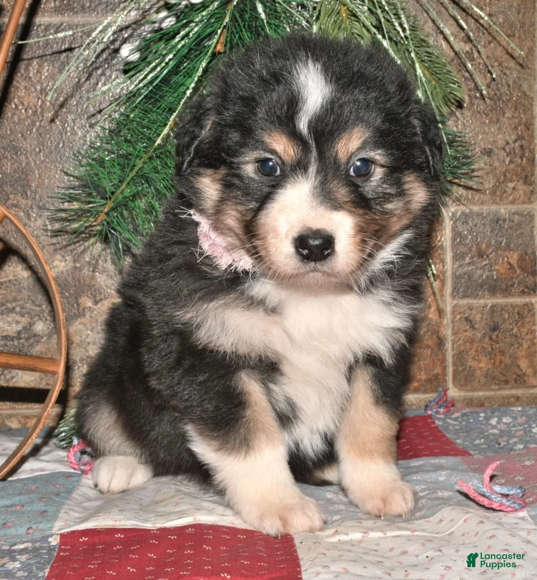 Gallery Image {{count}}