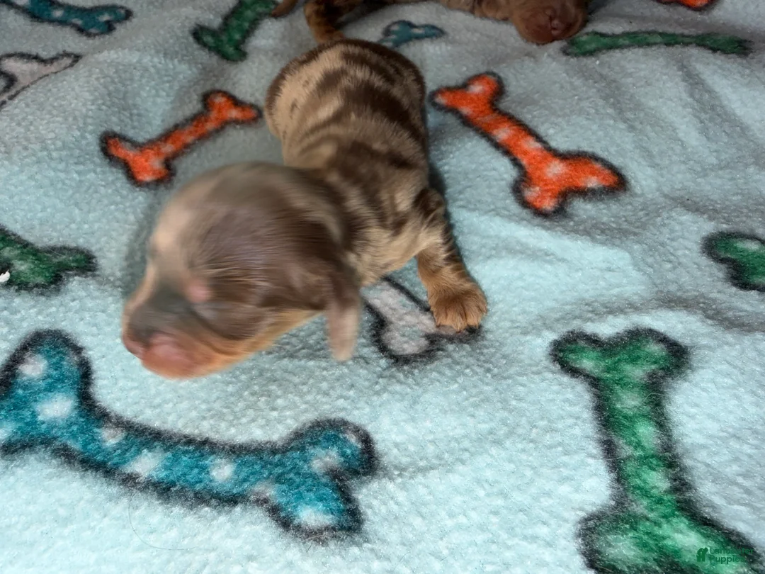 Dachshund dogs for sale: Uno chocolate dapple boy - Ad 22