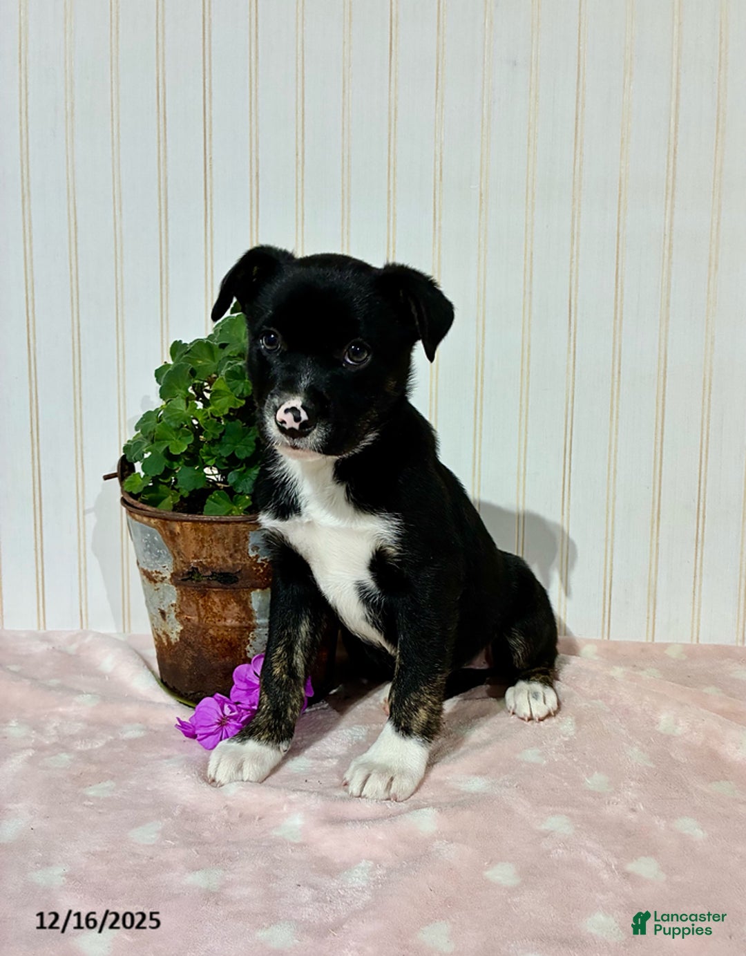 Mixed Breed dogs for sale: Maddie - Ad 2